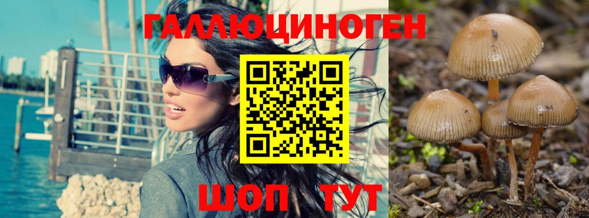 где можно купить   Вход с VPN  Петровск  Галлюциногенные грибы GOLDEN TEACHER  Галлюциногенные грибы GOLDEN TEACHER 
